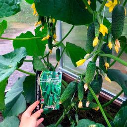 Огурец МЭЛС F1  Суперпучковый, ультраранний! - Уральский дачник фото 2