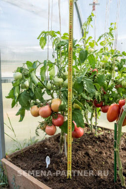 Томат Императорская Слабость - Партнер фото 8