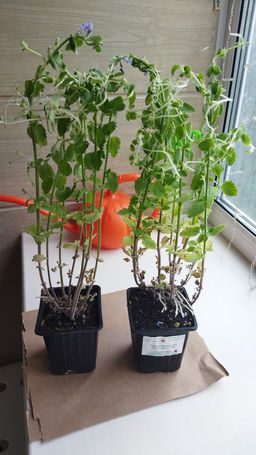 Котовник Фассена Сикс Хиллс Джиант Голд