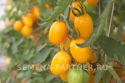 Томат Гейша - Партнер фото 3
