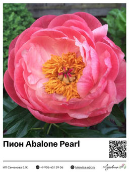 Пион Abalone Pearl