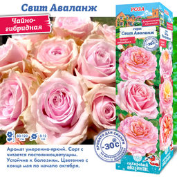 Роза Свит Аваланж (Чайно-гибридная) 1шт