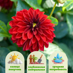 Георгина Мелоди Мамбо бордюрная - Долина роз фото 2