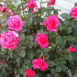 R297 МАЛИНОВЫЙ ЗВОН