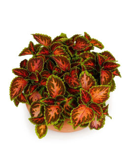 Колеус шлемниковидный Визард Корал Санрайз - Партнер фото 4