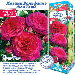 Роза Иоганн Вольфганг фон Гете (Чайно-гибридная) 1шт