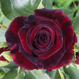 Фиджи Негро (Fidji negro)