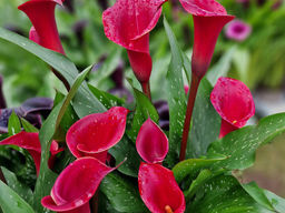 Калла Ред Чарм - Долина роз фото 2