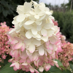 Гортензия Пинкачу 20-40 см, горшок Р9