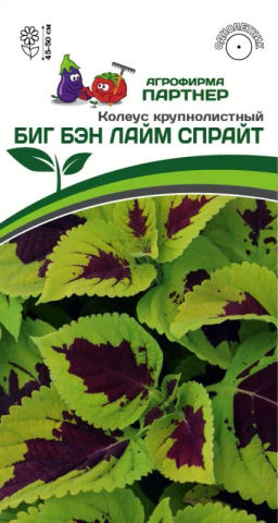 Колеус шлемниковидный крупнолистный Биг Бэн Лайм Спрайт