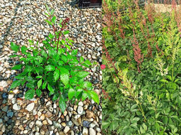 Астильба японская Бонн - Долина роз фото 2