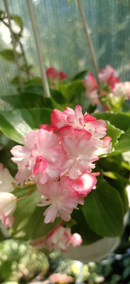 Бегония вечноцветущая Appleblossom - 1000корней фото 2