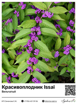 Красивоплодник вильчатый Issai (Иссаи)