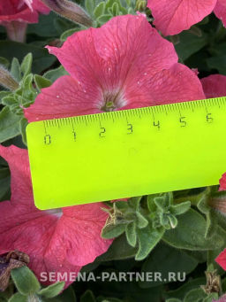 Петуния Кэнди Эвелина прямостоячая коралловая - Партнер фото 6