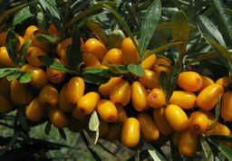 Облепиха Августина (коробка) 1шт