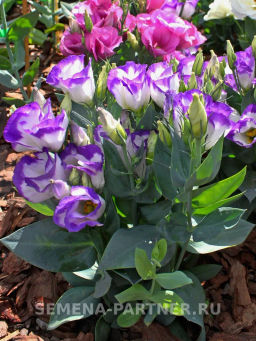 Эустома карликовая бело-фиолетовая с каймой Мисс Нора Барлоу - Партнер фото 3