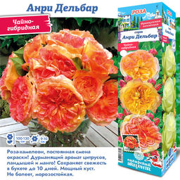 Роза Анри Дельбар (Чайно-гибридная) 1шт