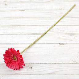 Цветок искусственный Гербера 43 см малиновый / 1501 /уп 56/560/ латэкс