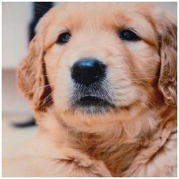 НАВОЛОЧКА 35*35 СМ, 100% П/Э, ТКАНЬ, ПЕЧАТЬ - Lefard фото 2