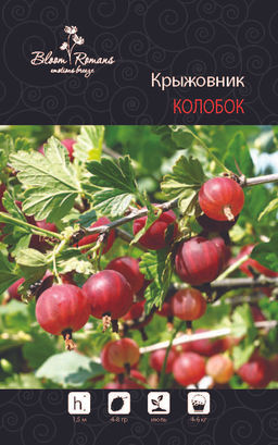 Крыжовник Колобок