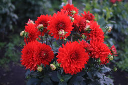 ГЕОРГИНА Гарден Уандер Разбор I Кол-во упак., шт 1