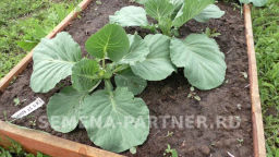 Капуста белокочанная позднеспелая Престиж - Партнер фото 3