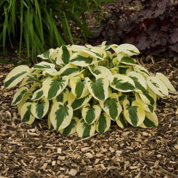 Хоста Брим Кап - Долина роз фото 3