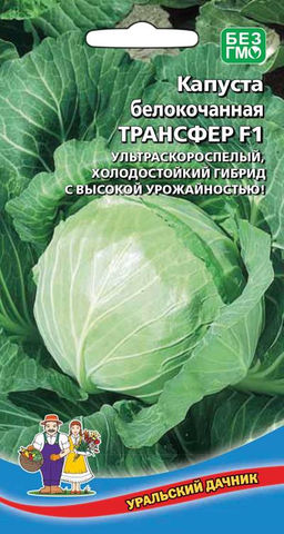 Капуста ТРАНСФЕР F1  Ультраскороспелая! Первые витаминные салаты и щи будут уже в июне! Легко переносит весенние заморозки!