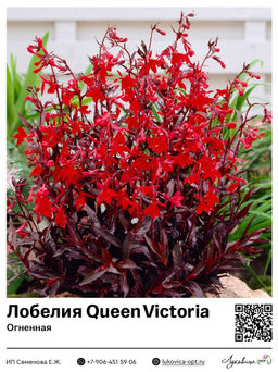 Лобелия Queen Victoria (Огненная)