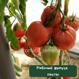 Рабочий выпуск пасты - Tomatia фото 2