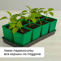 Набор для рассады: стаканы по 600 мл (8 шт.), поддон 36×18 см, цвет МИКС, Greengo