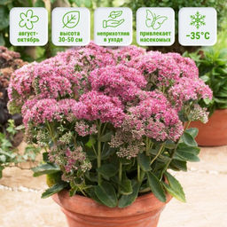 Очиток видный Карл