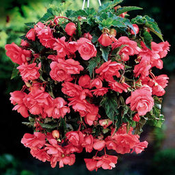 БЕГОНИЯ Каскад Розовая Разбор 5/6 Кол-во упак., шт 3