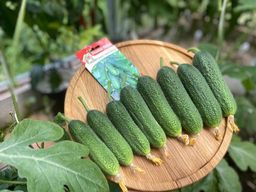 Огурец СИБИРСКАЯ ГИРЛЯНДА F1  Уникальный! Новейший гибрид с невероятной урожайностью! Плодоносит до морозов! До 400 огурчиков с куста! - Уральский дачник фото 6