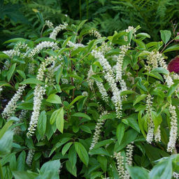 Итея виргинская Henrys Garnet (Генрис Гарнет) - Голландские луковицы фото 4