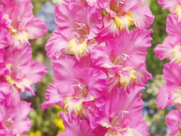 Гладиолус Vladivostok (Владивосток) 5 шт - Долина роз фото 2