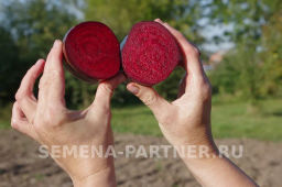 Свекла столовая Таунус - Партнер фото 6