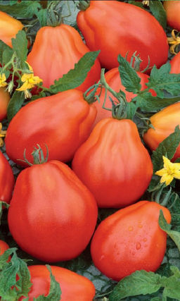 Томат СИБИРСКАЯ ГРУША КРАСНАЯ Гигантская урожайность! Дружное созревание! Отличный вкус! Устойчив к фитофторе!