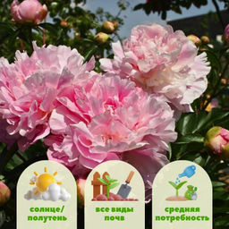 Пион Катарина Фонтайн