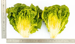 Салат кочанный Бернар - Партнер фото 7