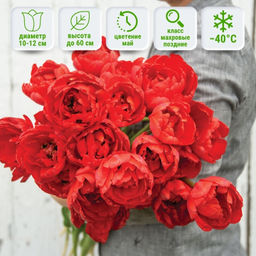 Тюльпан Миранда