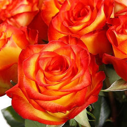 Роза Хай мейджик чайно-гибридная - 1000корней фото 3