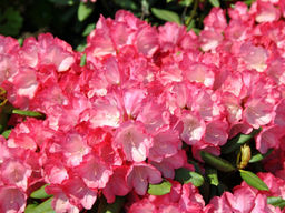 Рододендрон Fantastica (Фантастика) - Долина роз фото 2