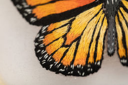 Набор для вышивания PANNA Живая картина JK-2234 Бабочка. Монарх 13 х 13 см