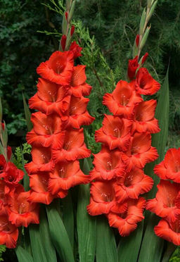 ГЛАДИОЛУС Рим Разбор 10/12 Кол-во упак., шт 8