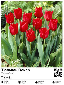 Тюльпан Oscar (Триумф) - Голландские луковицы фото 2
