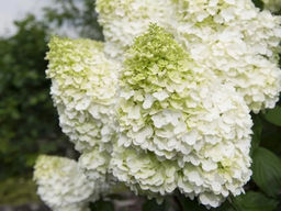 Гортензия метельчатая Magical Moonlight (Мэджикал Мунлайт)