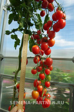 Томат Летний Бал - Партнер фото 7