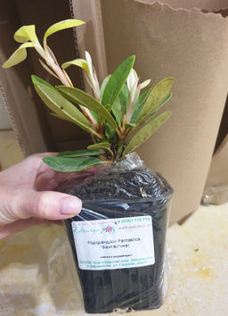 Рододендрон Фантастика