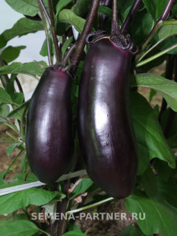 Баклажан Блэк Джек - Партнер фото 3